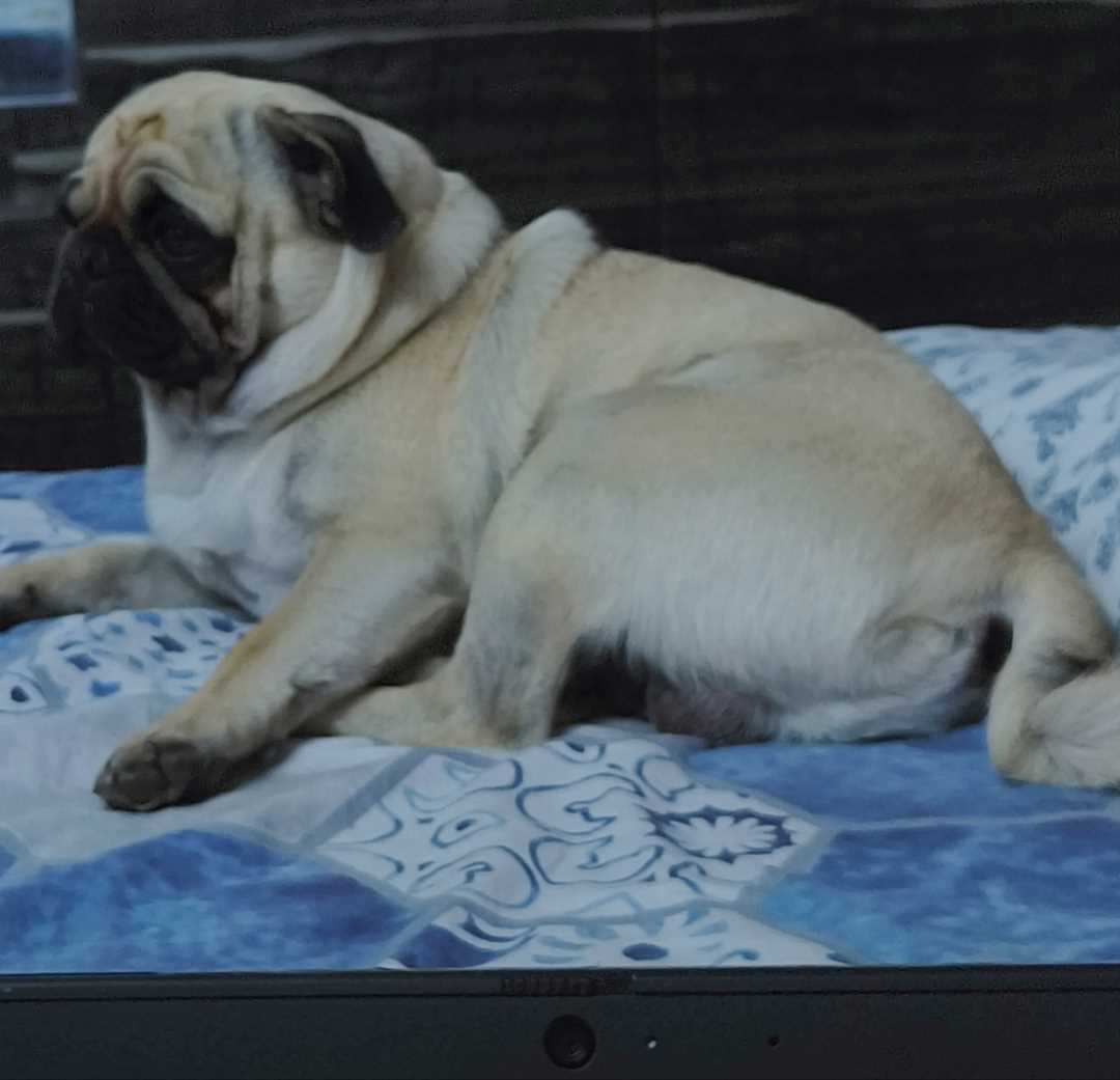 Pug Dogs For Mating In Hyderabad