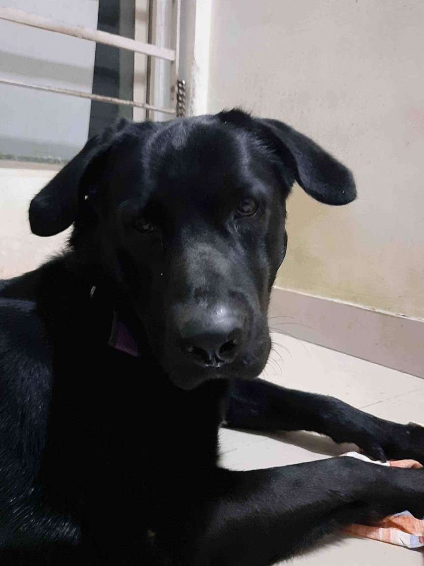 Labrador Retriever For Adoption In Pune