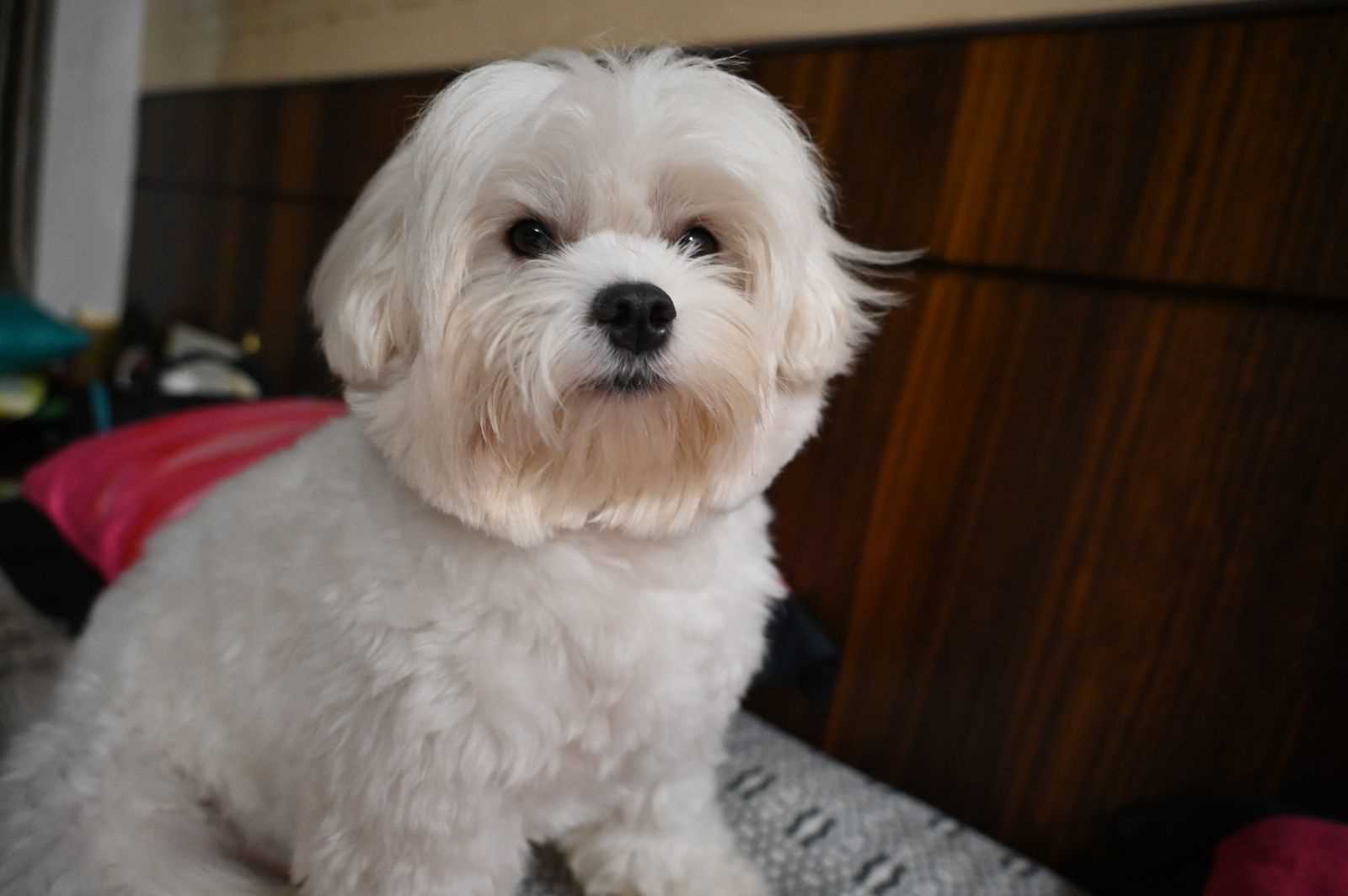 Maltese mating best sale