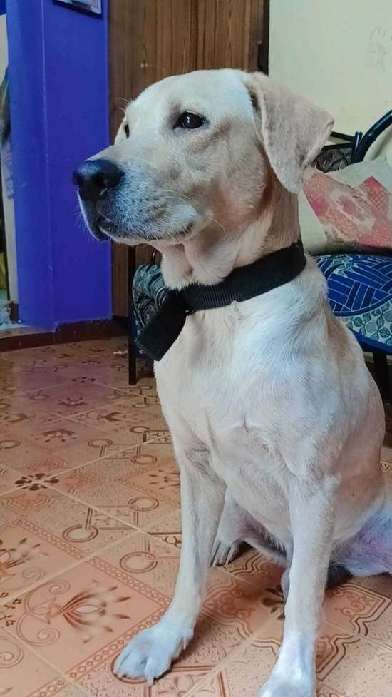 Labrador Retriever Dogs For Mating In Chennai