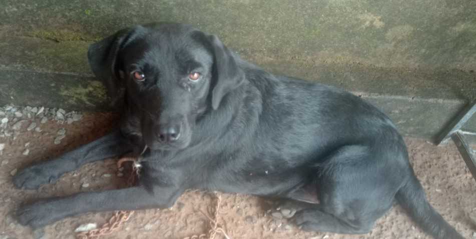 Labrador Retriever Dogs For Mating In Margao