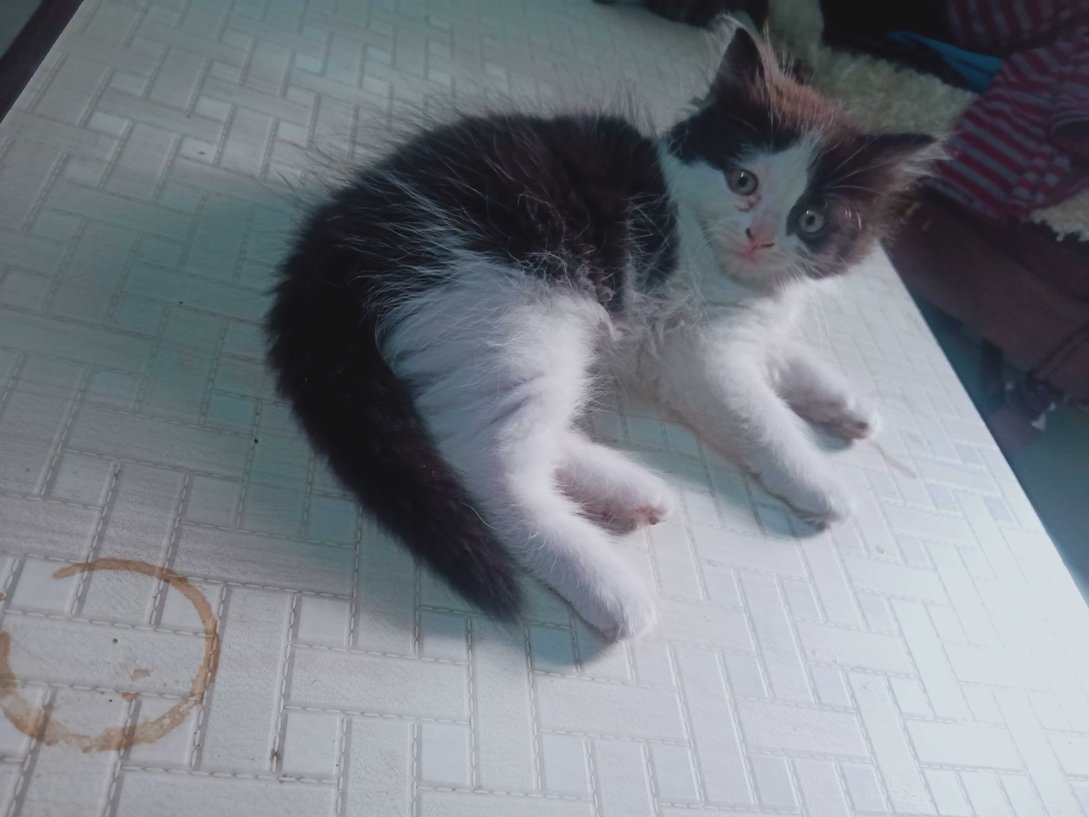 Persian For Sale In Lucknow