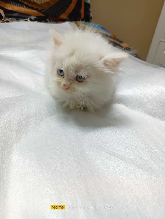 Find Purebred Persian Kittens for sale India | Mr n Mrs Pet