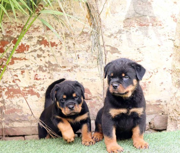 Rottweiler Puppies for sale in Delhi | Rottweiler Price in Delhi
