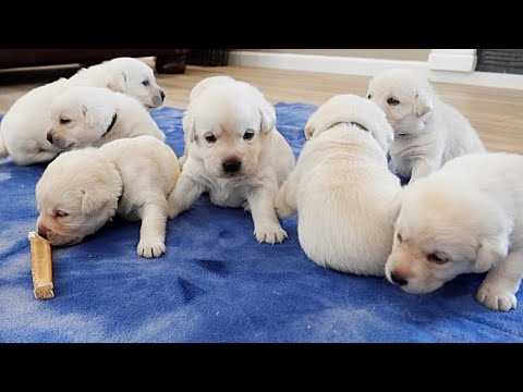 Labrador Retriever For Sale In Bangalore