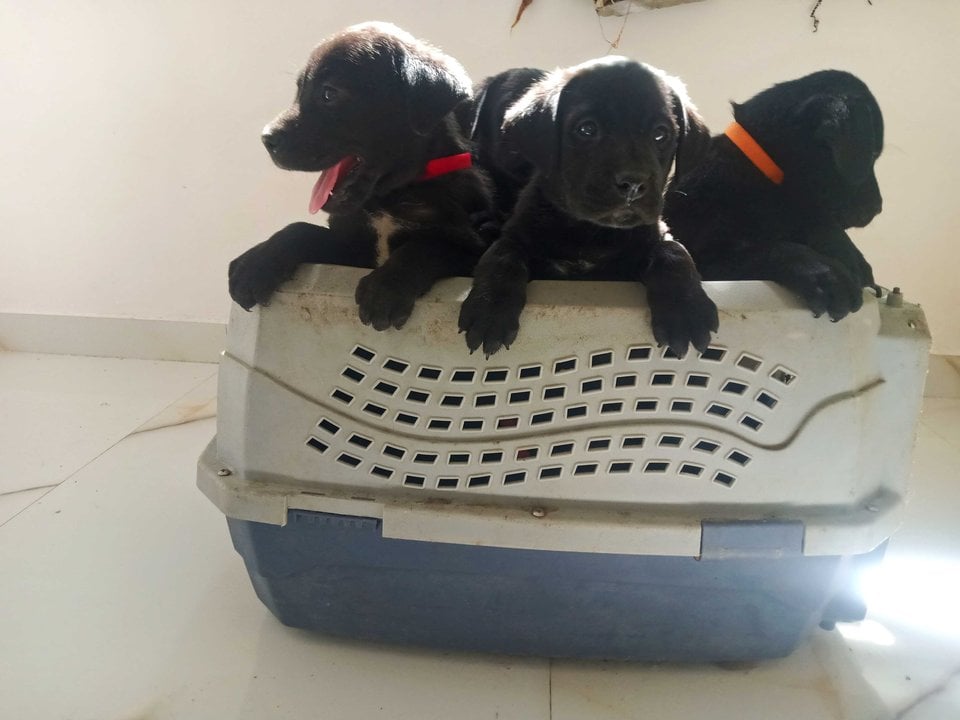 Labrador Retriever For Adoption In Pune
