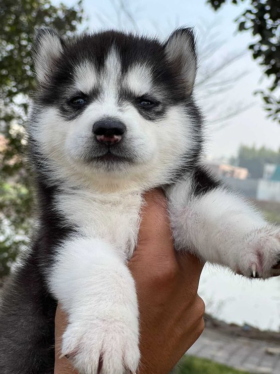 what is the price of husky dog in india