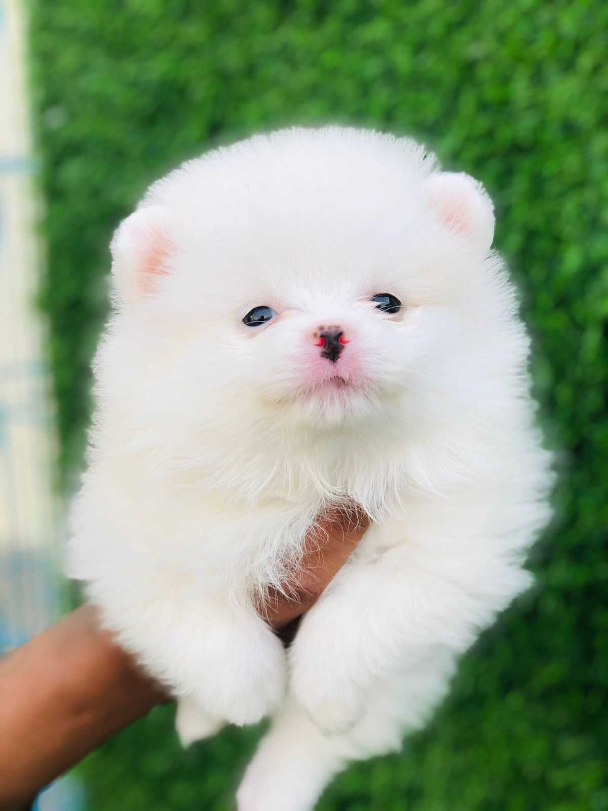 Culture Pomeranian Puppies for sale in India At Best Prices | Mr n Mrs Pet