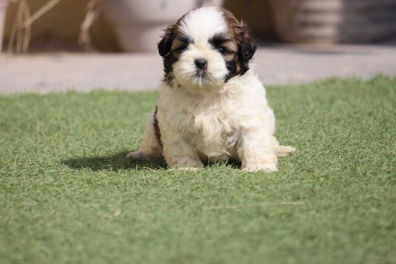 Shih Tzu For Sale In Pune