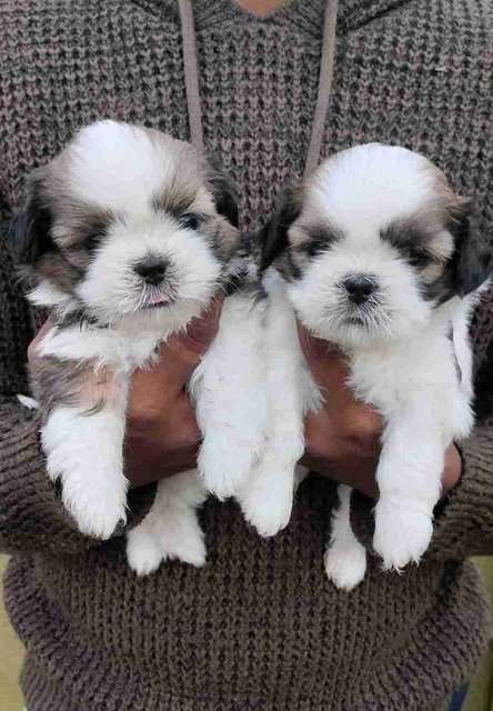 Shih tzu pet deals store near me