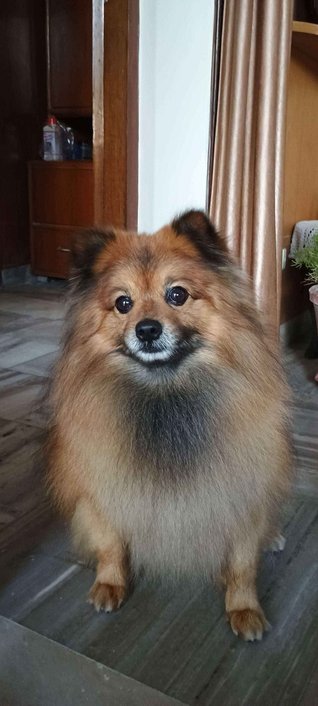 Culture Pomeranian Dogs For Mating In Mohali
