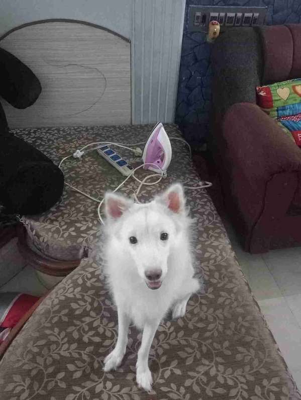Indian Spitz For Sale In Chennai