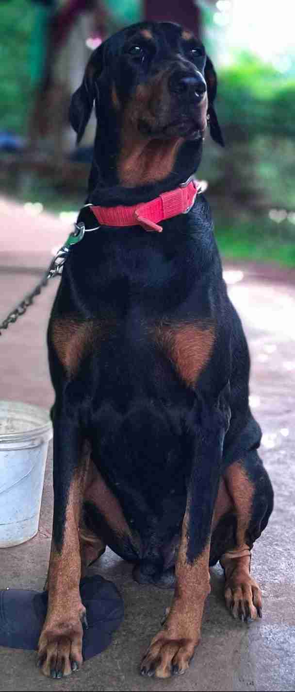 European Doberman Dogs For Mating In Naidupet