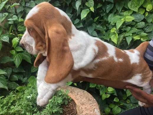Basset Hound Puppies for sale in India At Best Prices Mr n Mrs Pet
