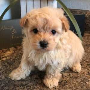 Maltipoo For Sale In Chennai