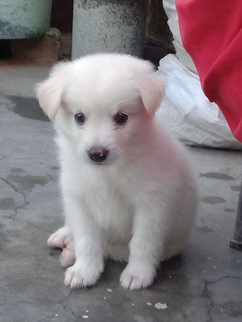 Champion Bloodline Indian Spitz