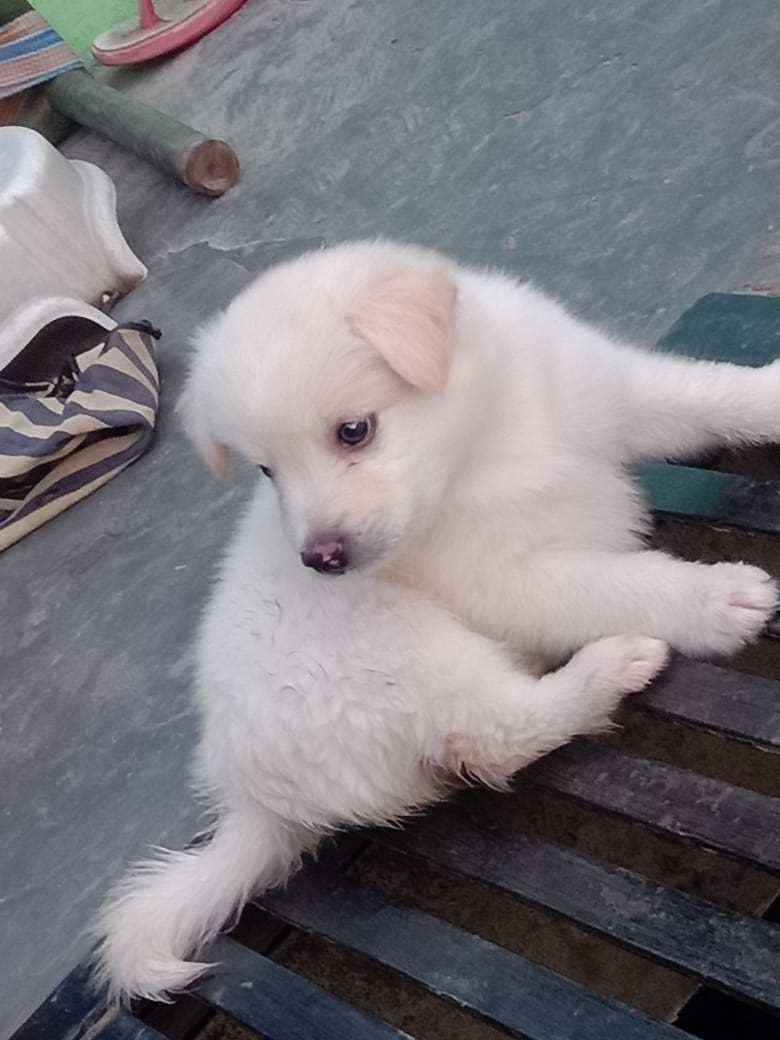 Pavilion dog price cheap