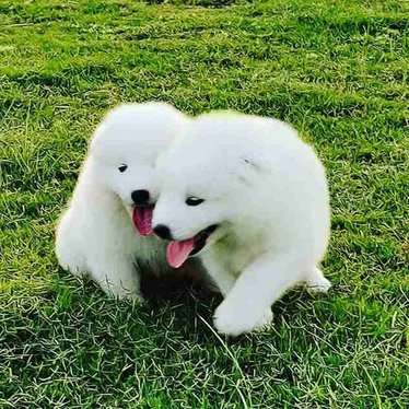 Samoyed For Sale In Indore