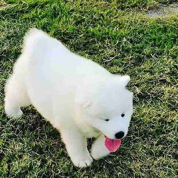 Samoyed For Sale In Indore