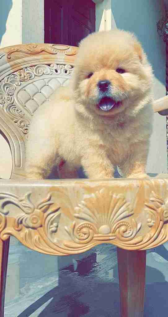 Short haired chow deals chow puppies for sale