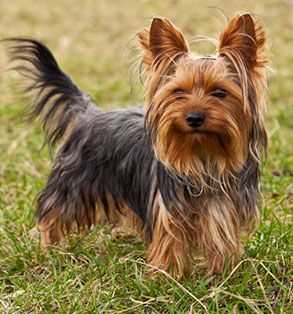 Getting a Yorkshire Terrier