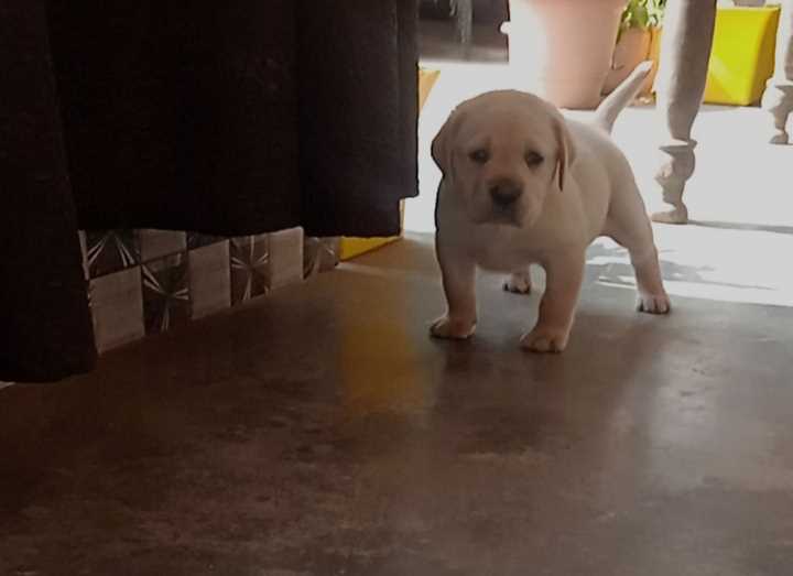 Labrador Retriever For Sale In Meerut
