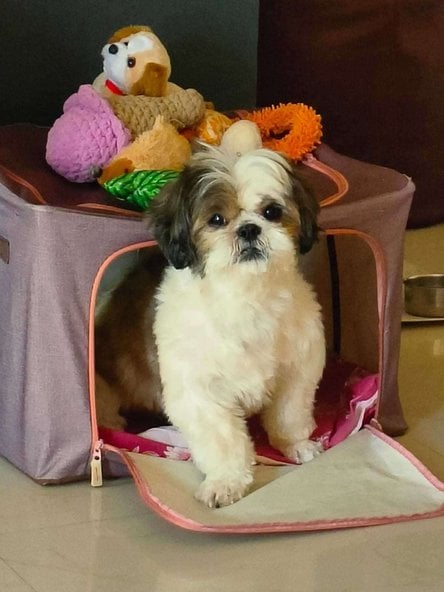 Shih Tzu Dogs For Mating In Mumbai