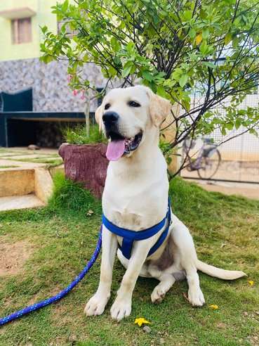 Labrador Retriever Dogs For Mating In Tiruchirappalli