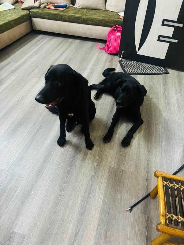 Labrador Retriever For Adoption In Thane