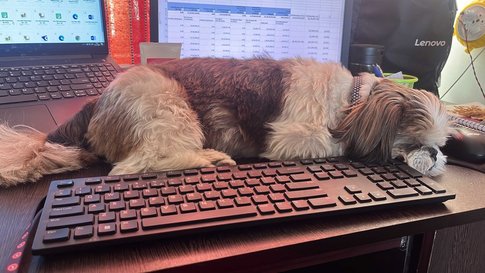 Shih Tzu Dogs For Mating In Bangalore