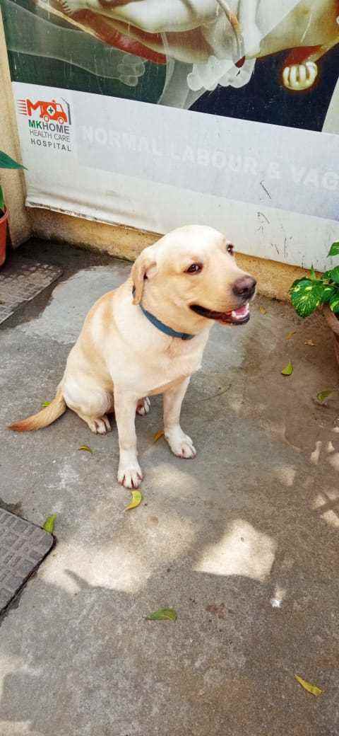 Labrador Retriever Dogs For Mating In Chennai