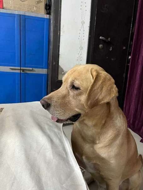 Labrador Retriever Dogs For Mating In Lucknow