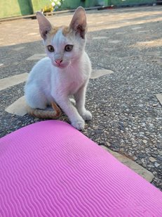 Indian Breed For Adoption In Howrah