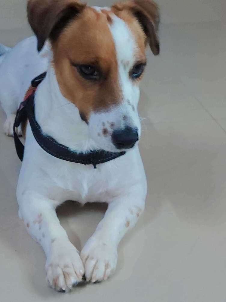 Jack Russell Terrier Dogs For Mating In Hyderabad