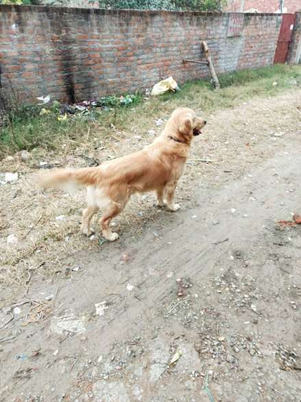 Kuvasz olx sales