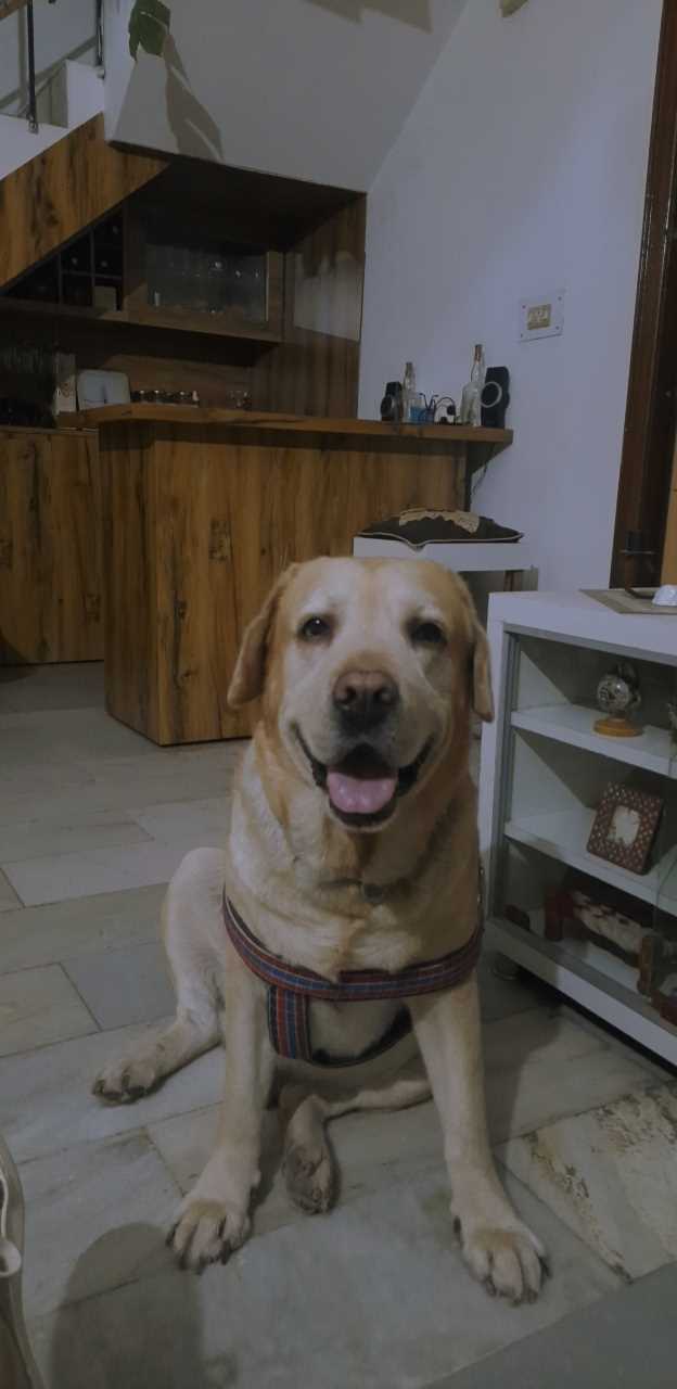 Labrador Retriever Dogs For Mating In Chandigarh