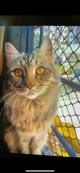 Persian For Adoption In Surat