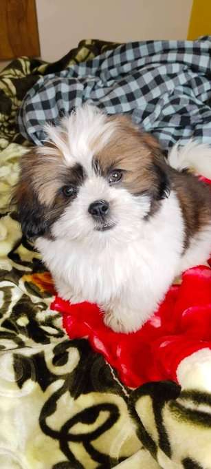 Shih Tzu Dogs For Mating In Lucknow