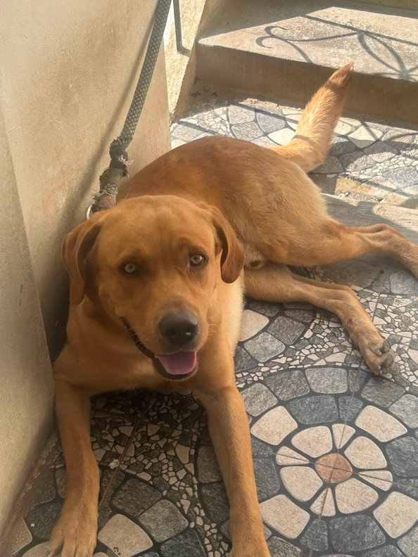 Labrador Retriever For Adoption In Tumkur