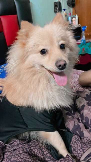 Culture Pomeranian Dogs For Mating In Delhi