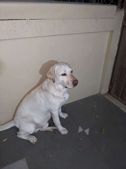 Labrador Retriever Dogs For Mating In Ahmedabad