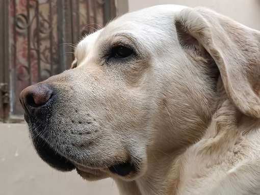 Labrador Retriever Dogs For Mating In Agra