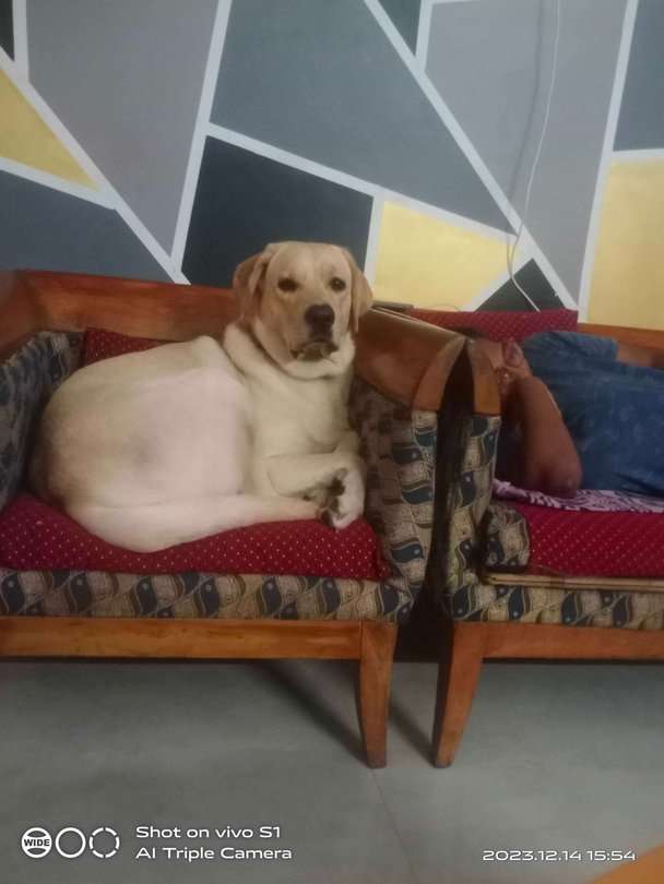 Labrador Retriever Dogs For Mating In Chennai