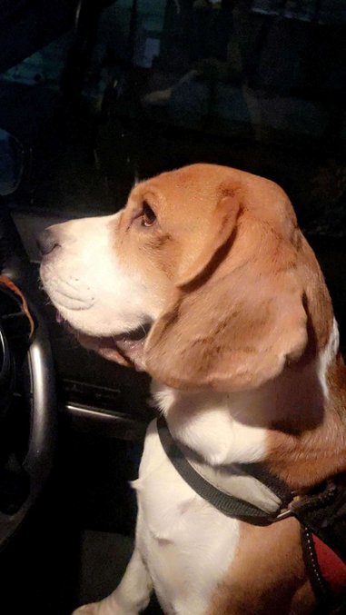 Beagle Dogs For Mating In Mumbai