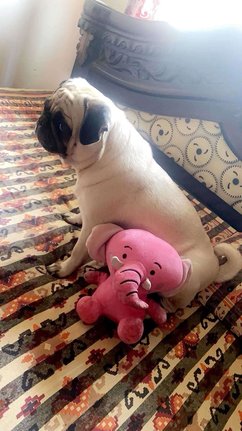 Pug Dogs For Mating In Hyderabad