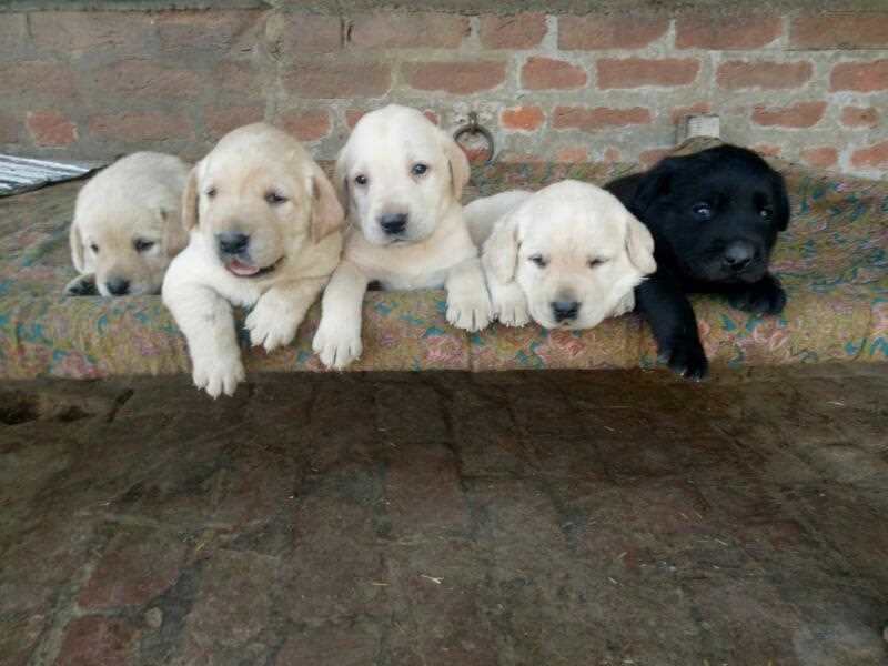 Labrador Retriever For Sale In Jalandhar