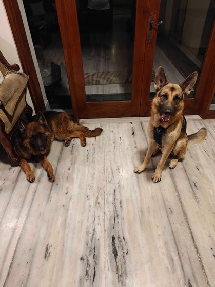 German Shepherd Dogs For Mating In Chennai