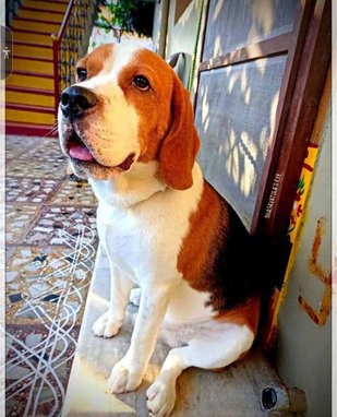 Beagle Dogs For Mating In Vizianagaram