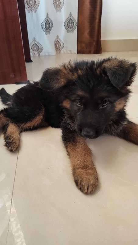 German Shepherd Puppies for sale in India At Best Prices Mr n
