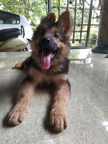 German shepherd dog online shopping hotsell